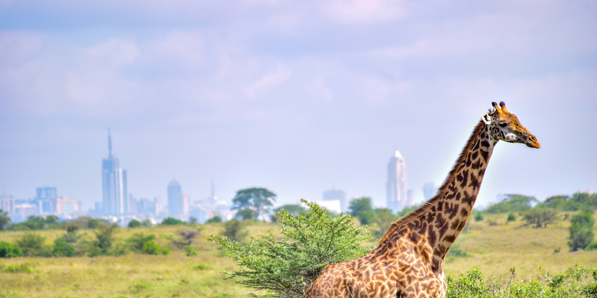 På safari i detta land möter resenärer både vilda djur och en gästfrihet som gör landet till ett oförglömligt resmål.