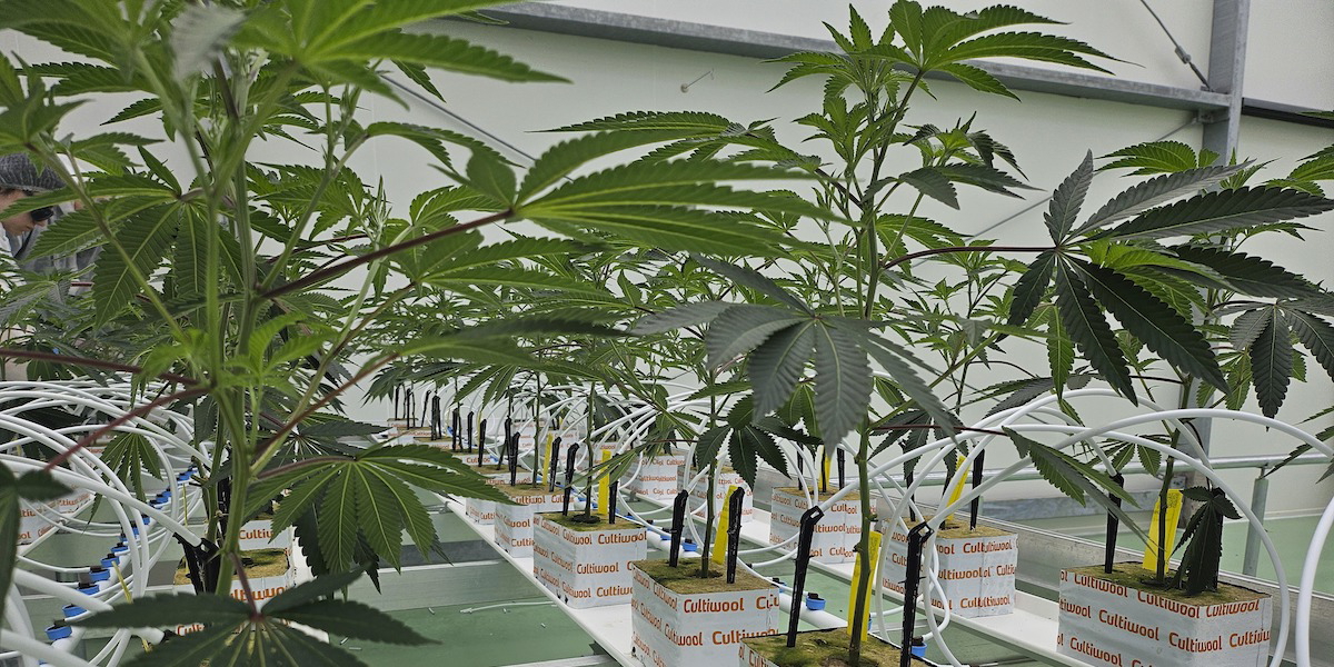 En kommersiell cannabisodling. Aktier i cannabisföretag rusade efter att Donald Trump delat en video som marknadsför cannabis för seniorer