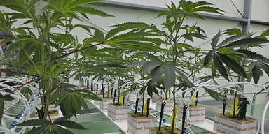 En kommersiell cannabisodling. Aktier i cannabisföretag rusade efter att Donald Trump delat en video som marknadsför cannabis för seniorer