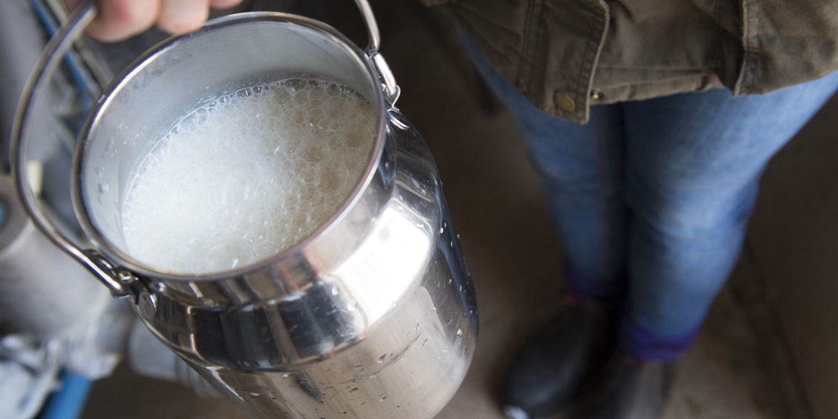 Mjölkpriset sänks. 