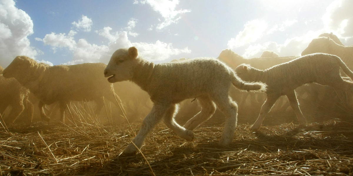 Australiska får. Priset på ull har under året stigit kraftigt.  Arkivbild.