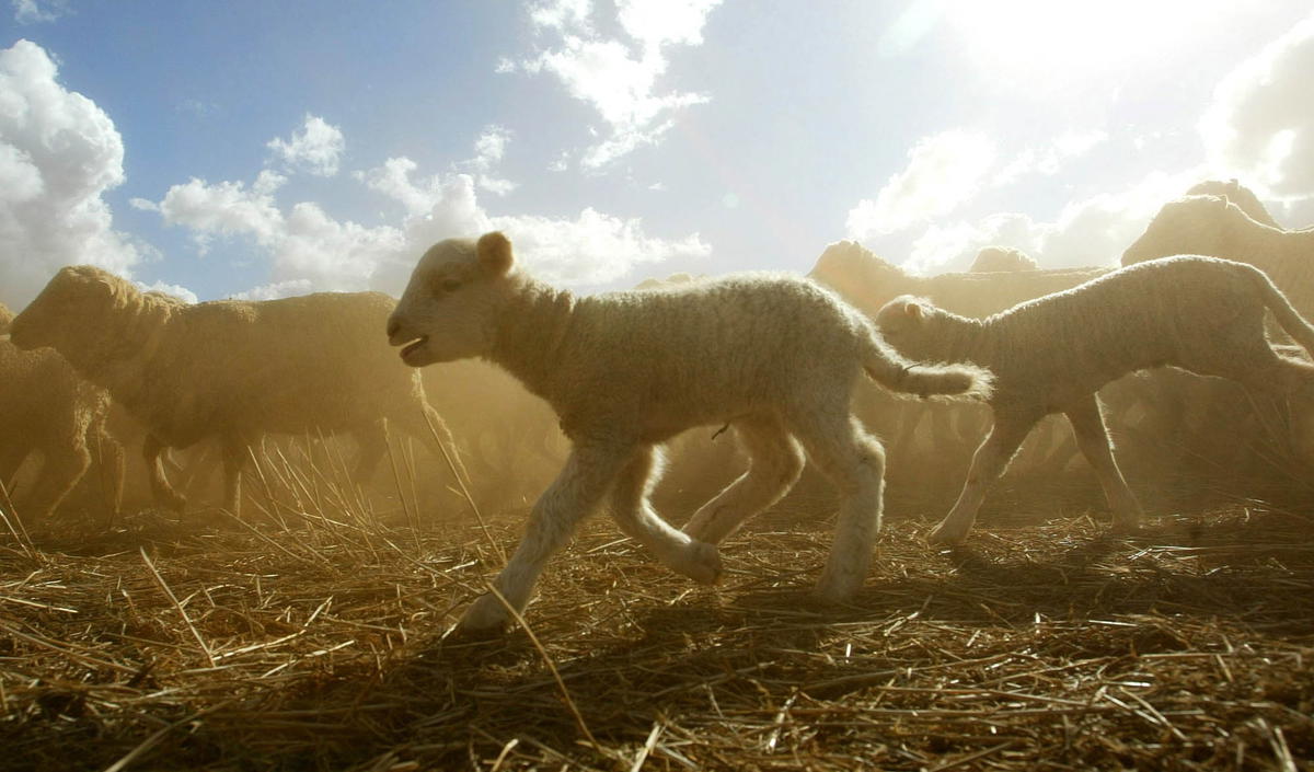 Australiska får. Priset på ull har under året stigit kraftigt.  Arkivbild.