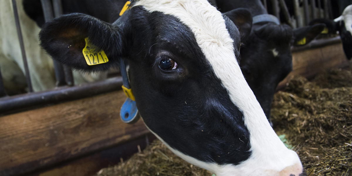 Bra år för mjölkbönder, men det ser sämre ut för 2026. Arkivbild.