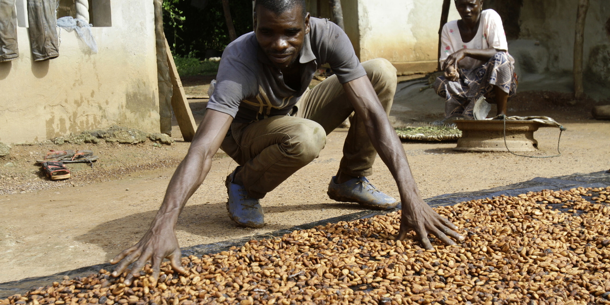 En odlare i Elfenbenskusten ser över sina kakaobönor. Arkivbild. 