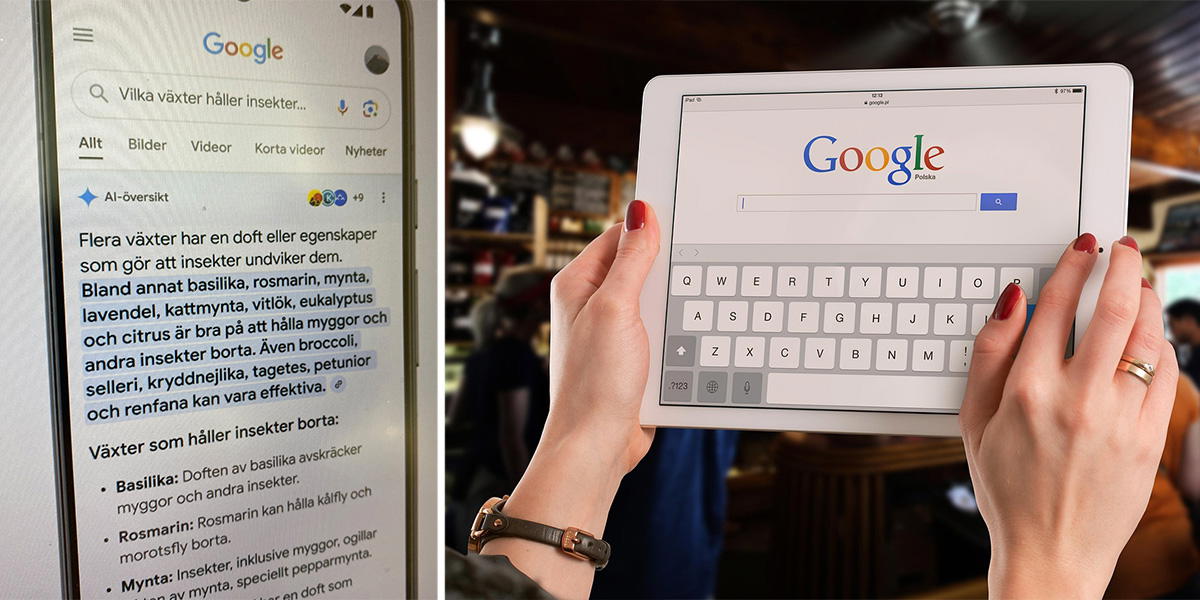 Bild på Googles AI-översikt och en kvinna ska googla på sin surfplatta.