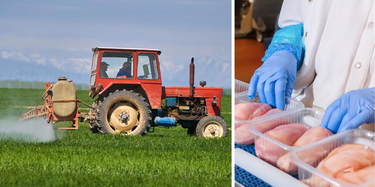 En traktor besprutar grödor och en person med plasthandskar lägger kycklingar i plastförpackningar. Syntetiska kemikalier i bekämpningsmedel som sprutas på grödor och ftalater och bisfenoler som används som tillsatser i plast i i livsmedelsförpackningar och i engångshandskar som används vid livsmedelsberedning skadar både människors hälsa och miljön.
