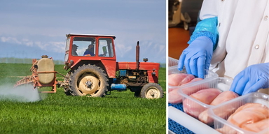 En traktor besprutar grödor och en person med plasthandskar lägger kycklingar i plastförpackningar. Syntetiska kemikalier i bekämpningsmedel som sprutas på grödor och ftalater och bisfenoler som används som tillsatser i plast i i livsmedelsförpackningar och i engångshandskar som används vid livsmedelsberedning skadar både människors hälsa och miljön.