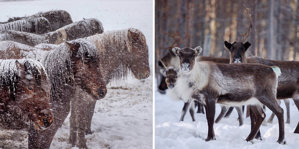Islandshöstar i snö och renar i inhägnad. Nya regler om rapportering till Jordbruksverket gör att veterinärvård kan bli dyrare för vissa djur.