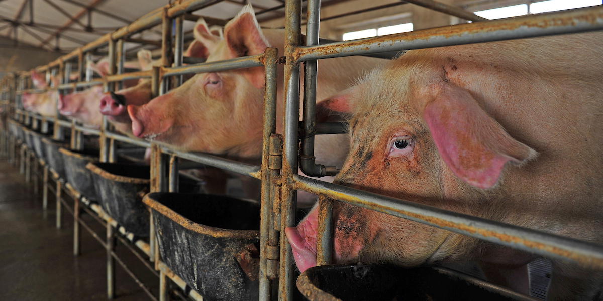 Grisar i ett djurstall. En ny rapport visar att flera svenska banker har minskat sina investeringar i globala köttbolag med dålig djurhållning, men att vissa pensionsfonder i stället har ökat dem.
