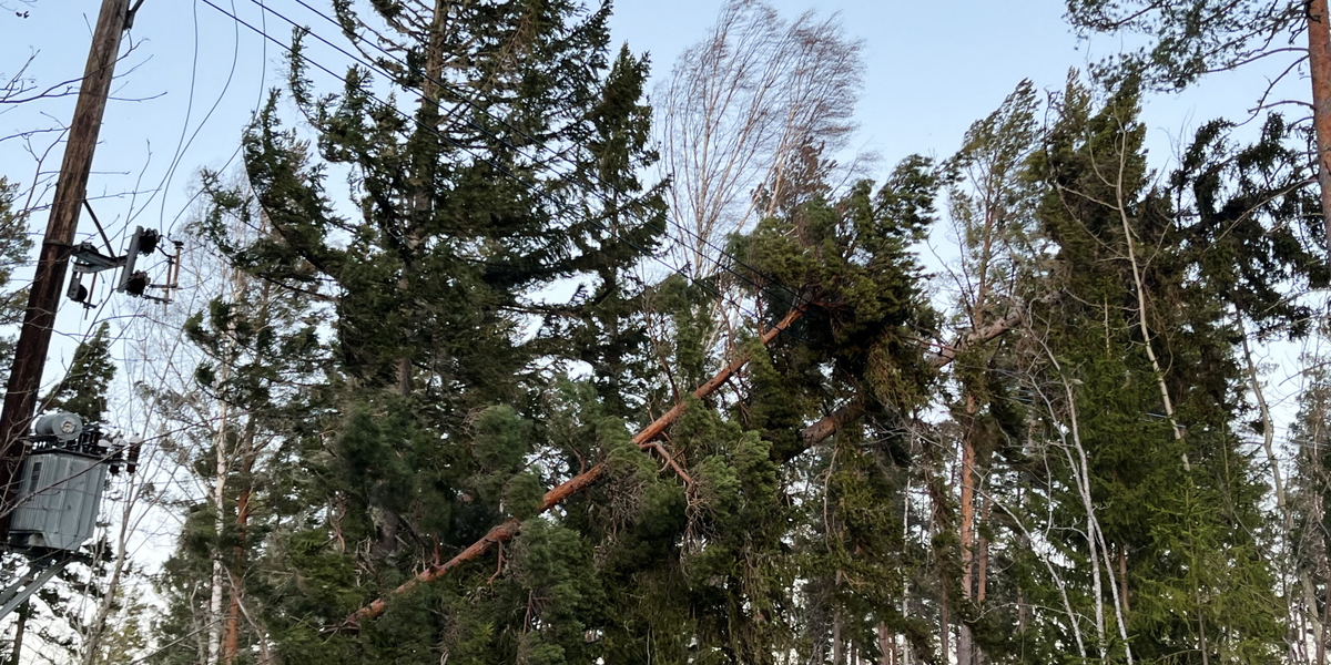 Nedblåsta träd över el-ledningar orsakade strömavbrott i spåren av stormen Johannes. Arkivbild.