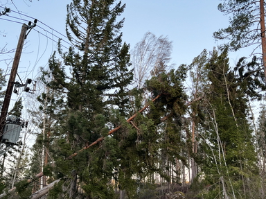 Nedblåsta träd över el-ledningar orsakade strömavbrott i spåren av stormen Johannes. Arkivbild.