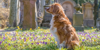 En hund på en kyrkogård. Det kan vara bra att förbereda vem som ska ta hand om ditt husdjur om du skulle dö eller av annan anledning inte längre kan ta hand om det.