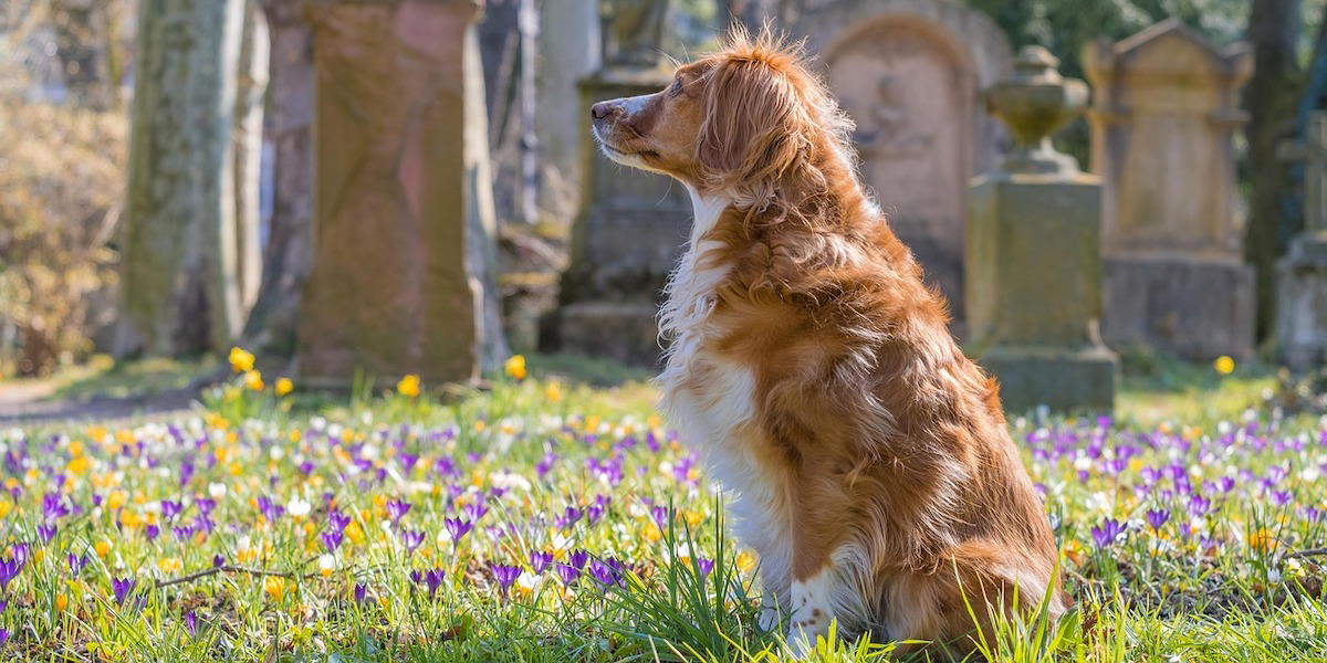 En hund på en kyrkogård. Det kan vara bra att förbereda vem som ska ta hand om ditt husdjur om du skulle dö eller av annan anledning inte längre kan ta hand om det.