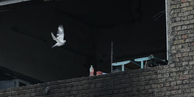 En duva flyger förbi en utbränd byggnad vid ett kraftverk i Kiev som bombades i början av veckan. Arkivbild.