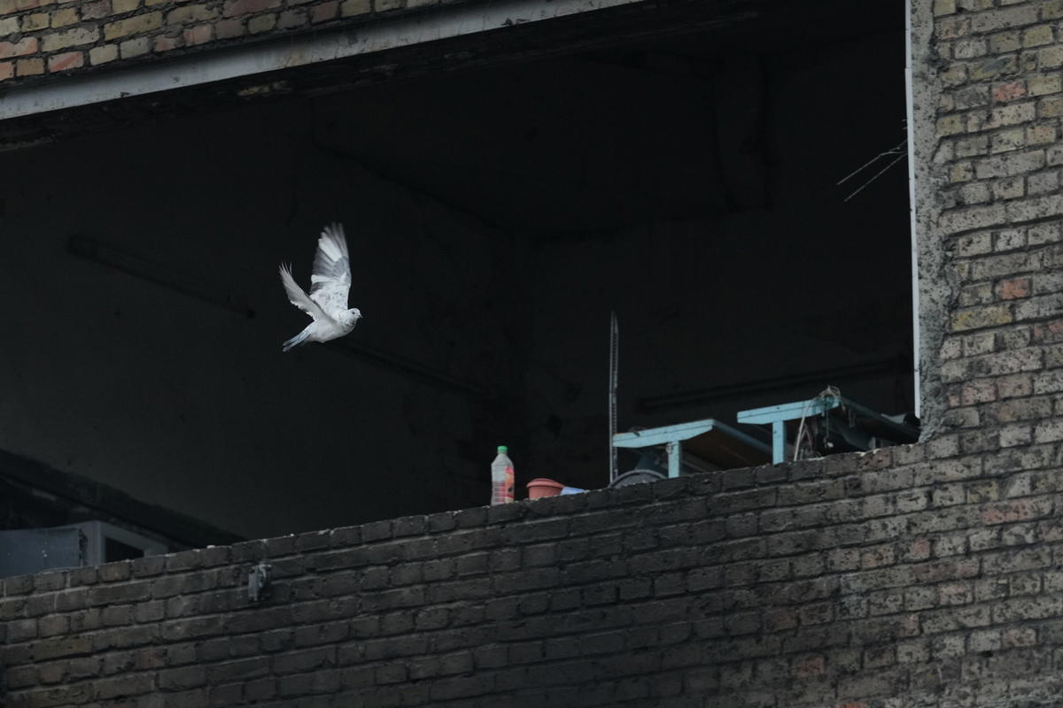 En duva flyger förbi en utbränd byggnad vid ett kraftverk i Kiev som bombades i början av veckan. Arkivbild.