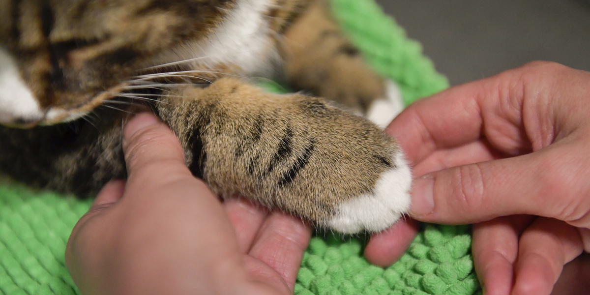 En katt på besök hos veterinären. Arkivbild.