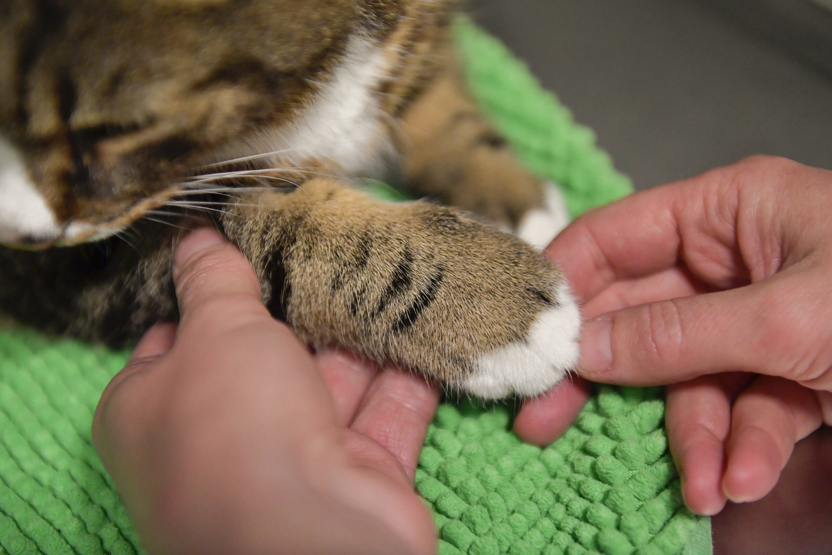 En katt på besök hos veterinären. Arkivbild.