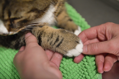 En katt på besök hos veterinären. Arkivbild.