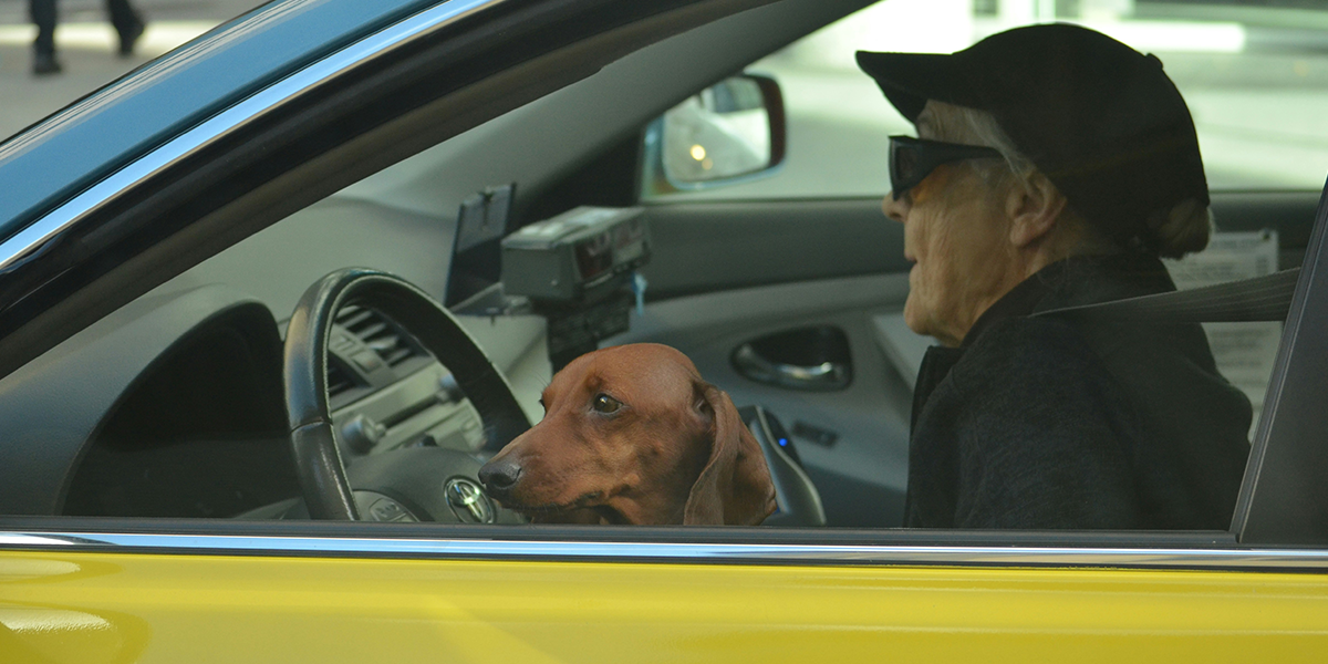 senior driving car dog