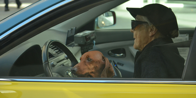 senior driving car dog