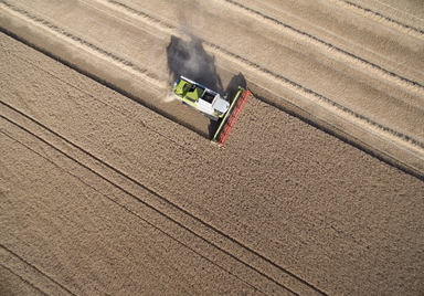 Höstvete tröskas utanför Vallkärra, norr om Lund. Arkivbild