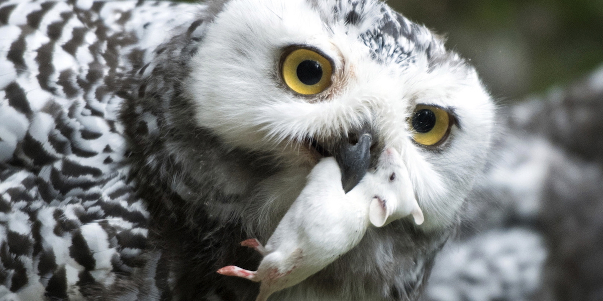 En fjälluggla. På den nya rödlistan klassas fjällugglan nu som utdöd från Sverige, tillsammans med flera andra arter.