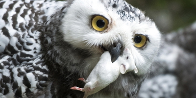 En fjälluggla. På den nya rödlistan klassas fjällugglan nu som utdöd från Sverige, tillsammans med flera andra arter.