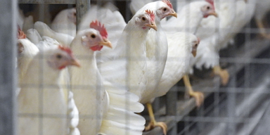 Värphöns. Nu under våren 2026 finns det ägg från höns som utfordrats med foder som innehåller resurssmarta proteinråvaror som gynnar den biologiska mångfalden.