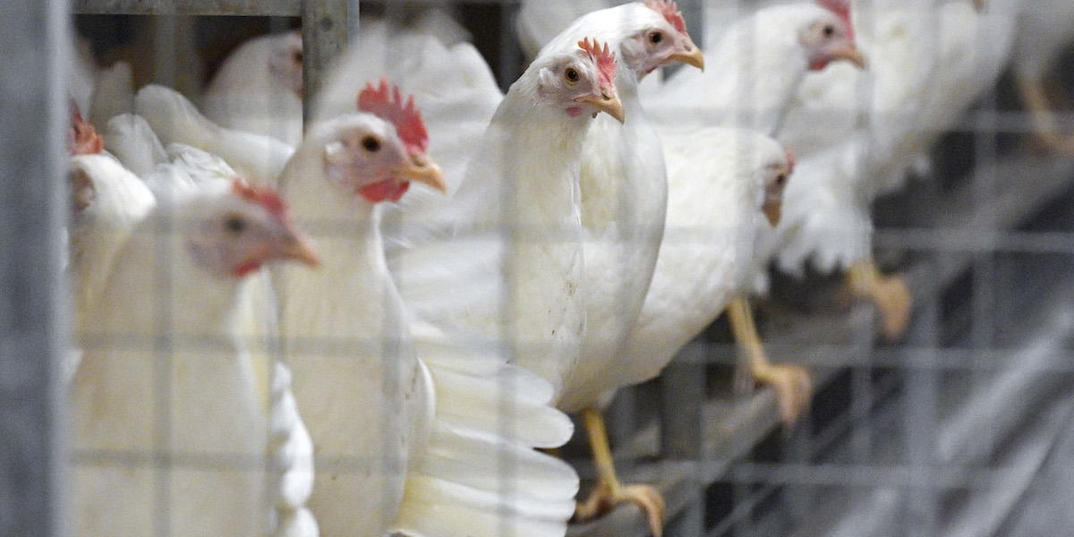 Värphöns. Nu under våren 2026 finns det ägg från höns som utfordrats med foder som innehåller resurssmarta proteinråvaror som gynnar den biologiska mångfalden.