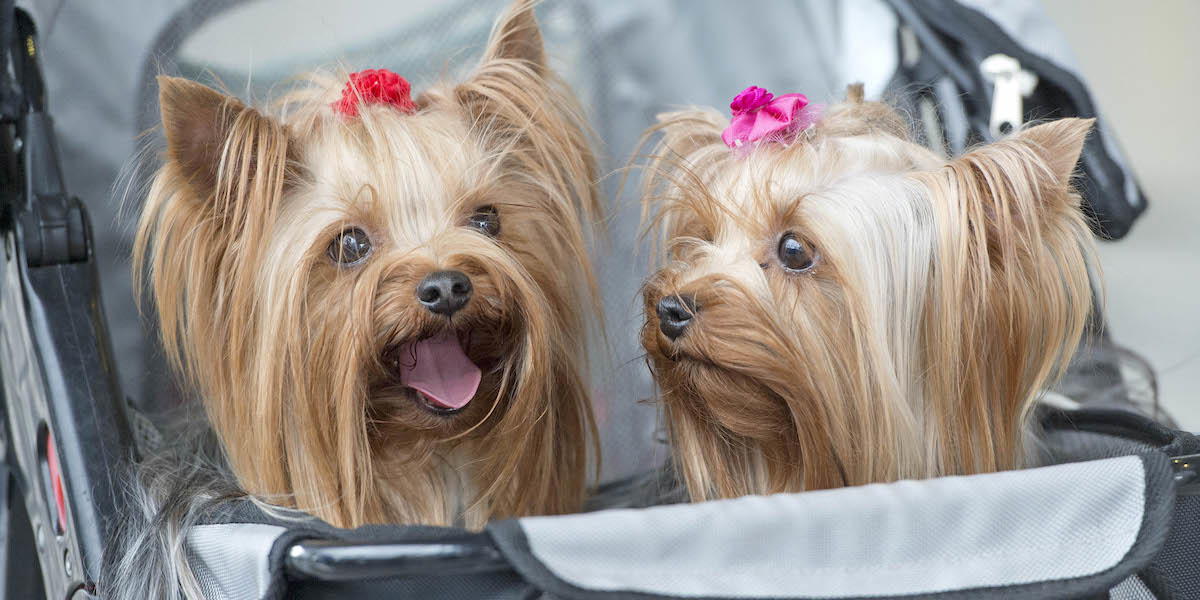 Två yorkshireterriers i en barnvagn. Det är inte bara vi människor som blir allt mer överviktiga, det blir även våra husdjur och precis som för oss innebär det en massa hälsorisker för djuren.