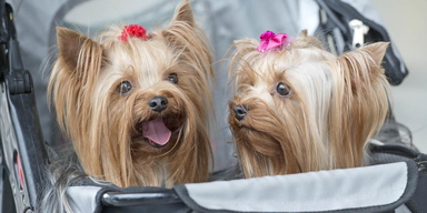 Två yorkshireterriers i en barnvagn. Det är inte bara vi människor som blir allt mer överviktiga, det blir även våra husdjur och precis som för oss innebär det en massa hälsorisker för djuren.
