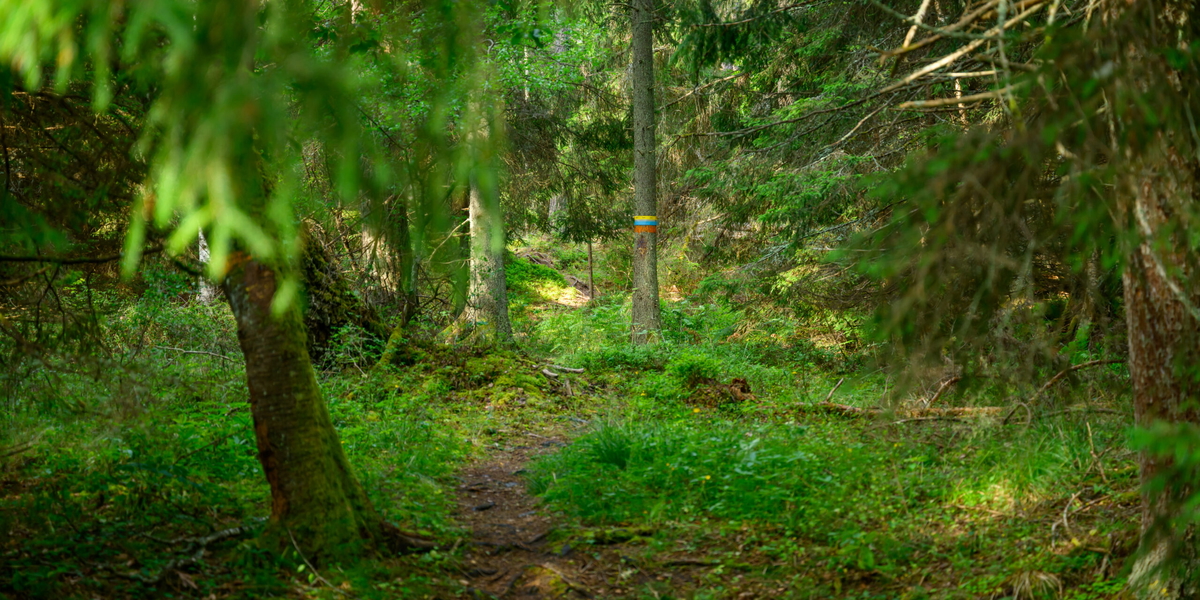 Skog utanför Nynäshamn. Arkivbild.  