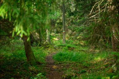 Skog utanför Nynäshamn. Arkivbild.  