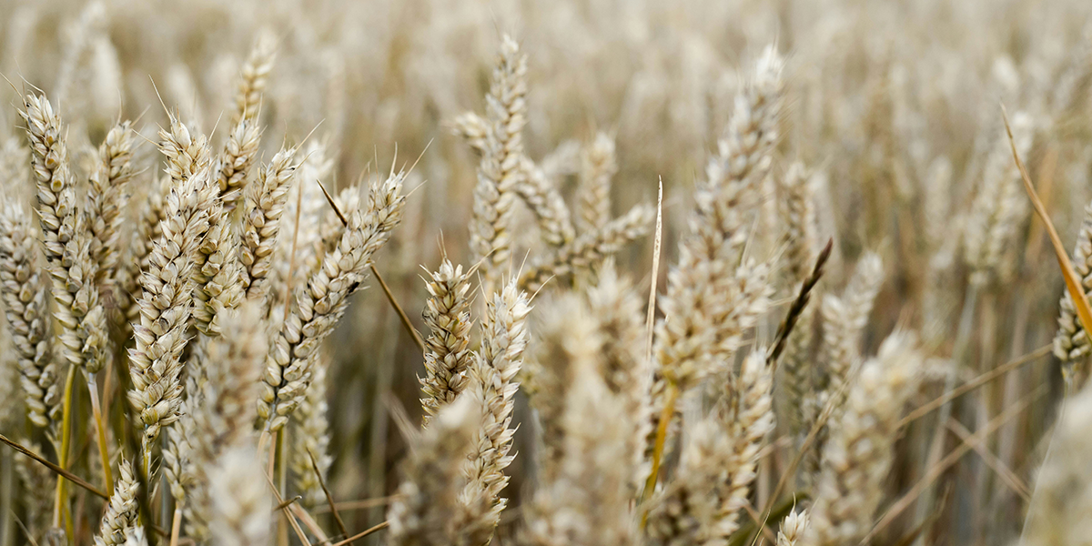 guld vete