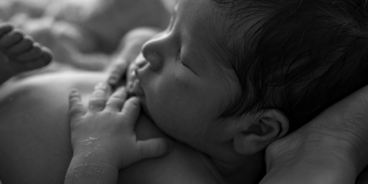 Bebis