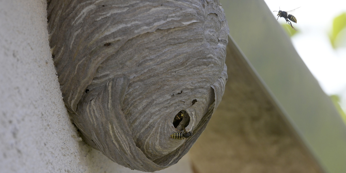 Ett getingbo och två getingar. Det är inte kull att ha ett getingbo på huset, särkilt inte om det sitter vid uteplatsen där du vill sitta och njuta av sommaren. Om du vill undvika det är det dags att börja nu.