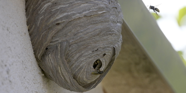 Ett getingbo och två getingar. Det är inte kull att ha ett getingbo på huset, särkilt inte om det sitter vid uteplatsen där du vill sitta och njuta av sommaren. Om du vill undvika det är det dags att börja nu.