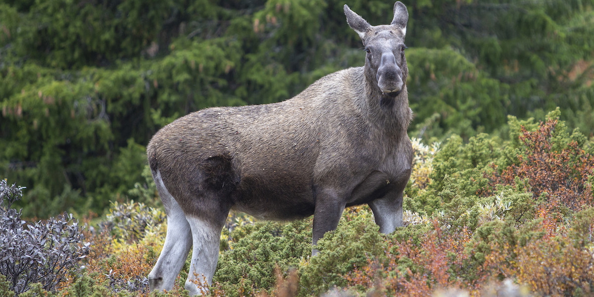 En älgko. Snart börjar årets upplaga av det populära slow-tv-programmet Den stora älgvandringen sändas på SVT.
