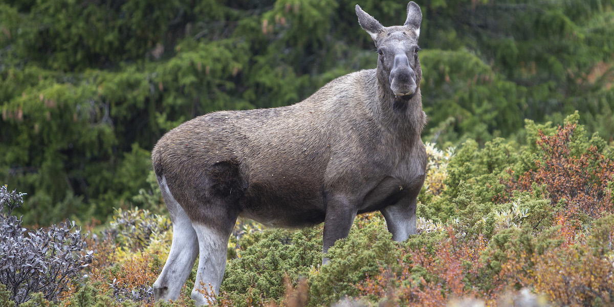 En älgko. Snart börjar årets upplaga av det populära slow-tv-programmet Den stora älgvandringen sändas på SVT.