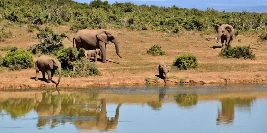 elefanter i en nationalpark i Sydafrika.