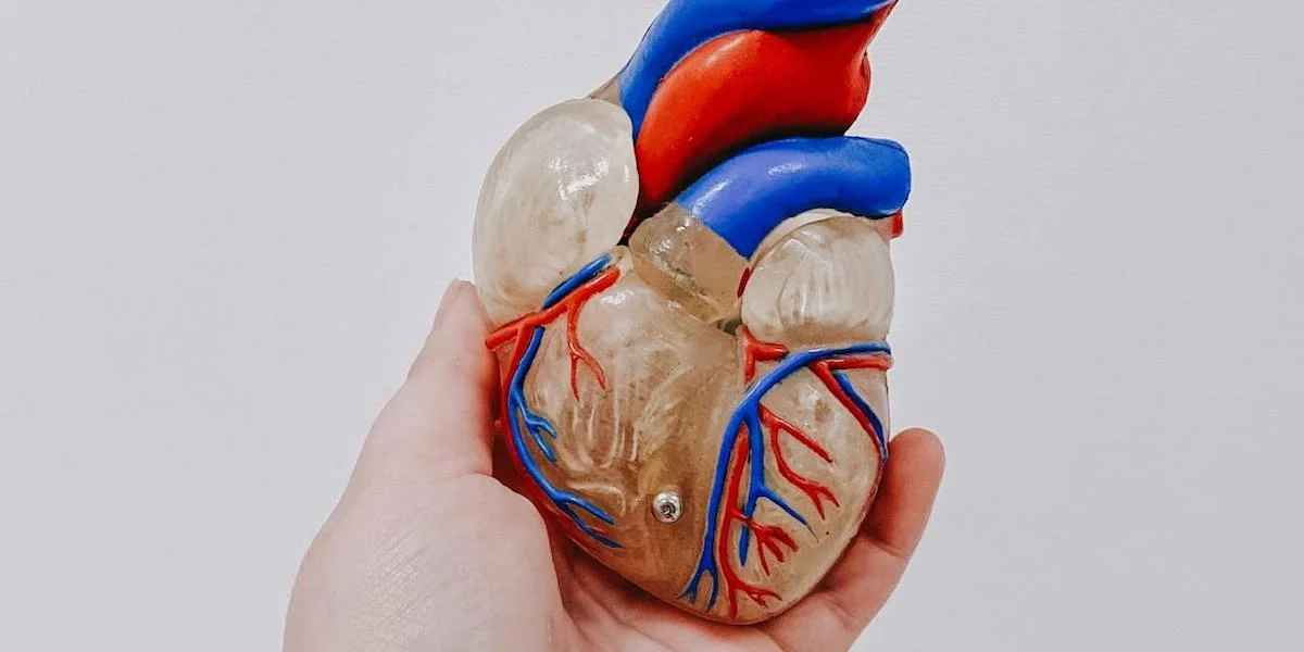 En hand håller en anatomisk modell av ett hjärta. Enligt en ny studie har 20 procent av alla människor ett ämne i blodet som ger dem ökad risk att drabbas hjärt-kärlsjukdom.