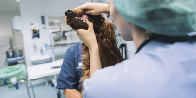 En veterinär undersöker en hund. Enligt en ny rapport från Gröna arbetsgivare, som branschorganisationen Svensk Djursjukvård är en del av, är inte veterinärvård så dyr som den ofta framställs när den diskuteras i media.