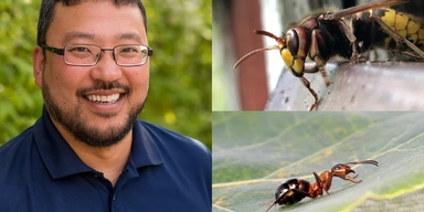 Thomas Persson Vinnersten, biolog och skadedjursexpert på Anticimex, samt en bålgeting och en stackmyra.