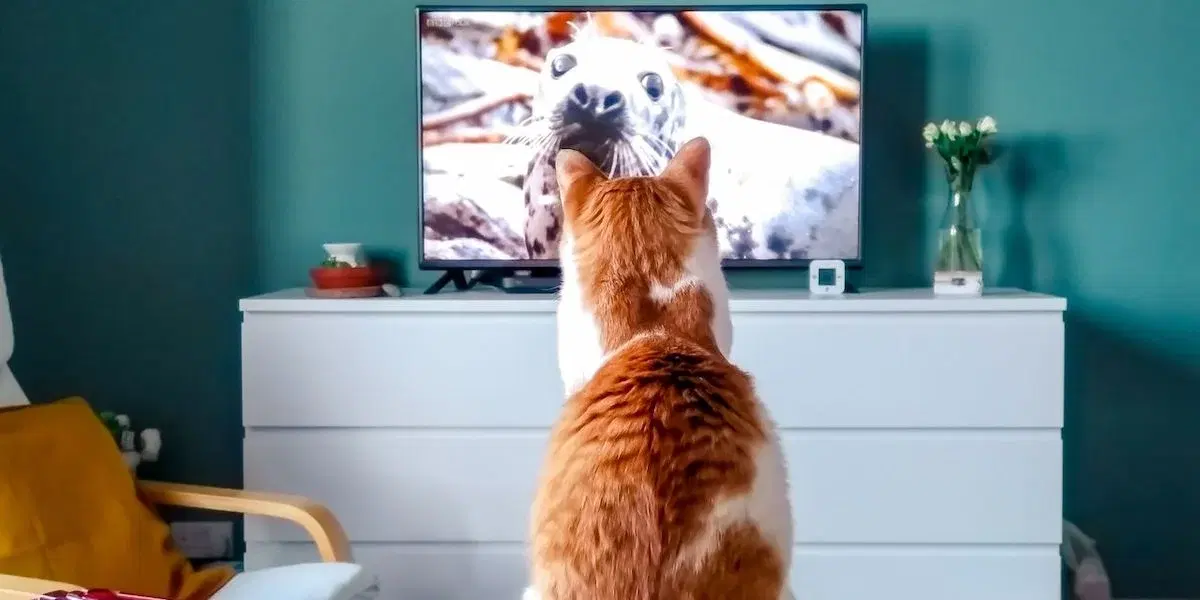 En katt tittar på tv. Våra husdjur får tillbringa allt mer tid framför skärmar, oftast tittar de dock inte på innehåll som är anpassat för dem. En del husdjur, 16 procent, får titta på natur- och djurprogram och 14 procent får titta på spel eller videor som är särskilt framtagna för djur.