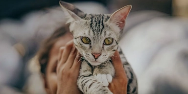 Ett barn håller en katt. Studier har funnit en signifikant koppling mellan att äga en katt före 13 års ålder och att senare utveckla schizofreni.