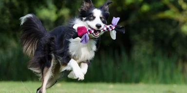 En bordercollie springer i gräset med en leksak i munnen. Agrias chefsveterinär tipsar om hur du undviker sommarens vanligaste faror för hunden.
