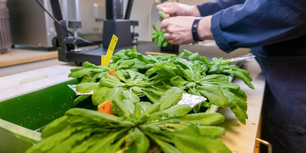 En forskare täcker enskilda blad från växten Arabidopsis med aluminiumfolie för att utlösa det återvinningsprogram som föregår celldöd