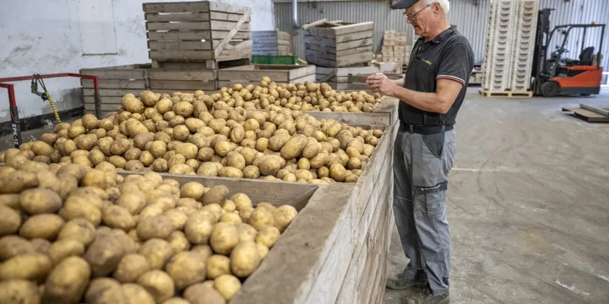 potatis