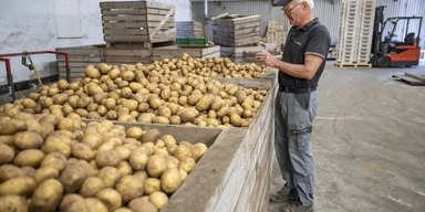 potatis