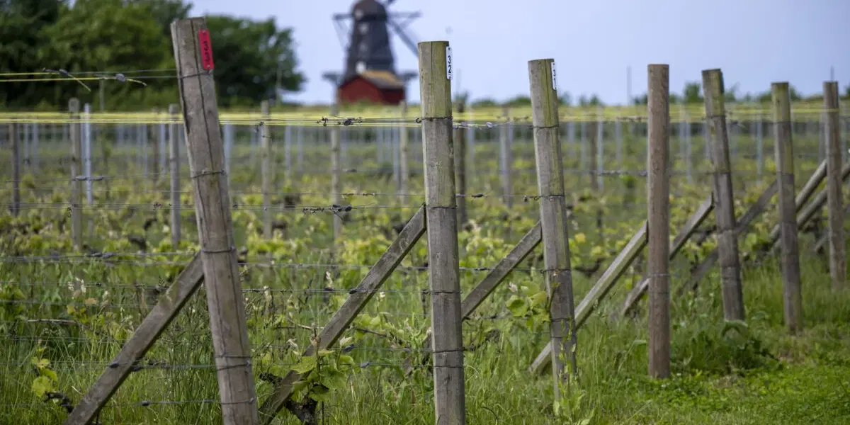 Svenska vingårdar blir fler och intresset för svenskt vin ökar. Ett forskningsprojekt undersöker nu hur svenska vingårdar kan bli en attraktiv vindestination. Arkivbild.